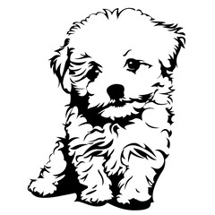 Wall Mural - Bichon Frise