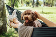 © Soloviova Liudmyla - Woman relaxing in hammock petting dog fluffy brown Maltipoo dog on sunny day. Both looking content and happy. This serene outdoor scene captures joy of bonding with pets and enjoying nature together.