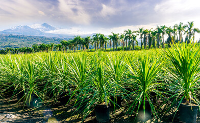 Wall Mural - green ananas plantation open air with green field with leaves and plants in pots on foreground and palm trees with beautiful blue cloudy sky above mountains on background