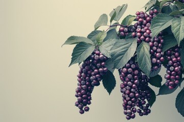 Minimalist photograph of elderberries in a clean, neutral setting, highlighting their deep purple color and glossy texture