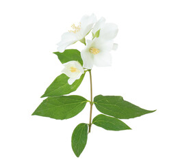 Wall Mural - Branch of jasmine flowers and leaves isolated on white