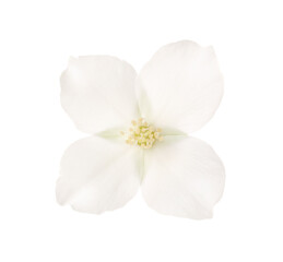 Wall Mural - Beautiful delicate jasmine flower isolated on white