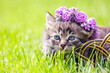 © vvvita - Portrait of a cute funny dreamy kitten crowned with a flower wreath. The cat lies on the grass in the summer garden