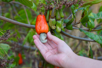 Hand holding bunches of cashews on the tree. The fruit looks like rose apple or pear. At the end of the fruit there is a seed, shaped like a kidney.