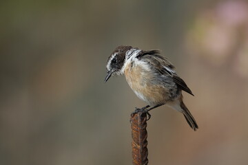 Wall Mural - male Canary Islands stonechat (Saxicola dacotiae) Fuerteventura in early summer