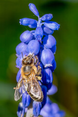 Wall Mural - Honey Bee - Apis mellifera, common popular eusocial flying insect native to meadows and woodlands of mainland Afro-Eurasia, Zlin, Czech Republic.