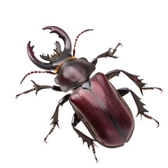 Stag beetle isolated on white or transparent background