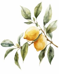 Wall Mural - Watercolor Harvest - Lemon Branch Illustration on White Background