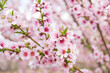 © Martina - Peach tree blossoms close-up