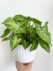 Wall Mural - Syngonium podophyllum green decorative houseplant in white flower pot isolated on white background close up