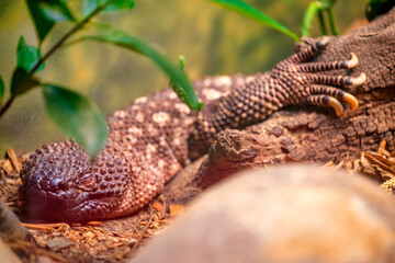 Sticker - Reptiles at San Diego Zoo