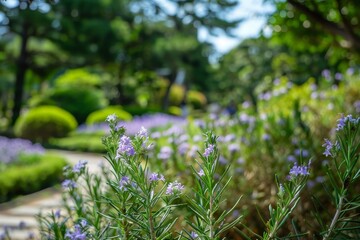 Poster - Rosemary in bloom at a Japanese park