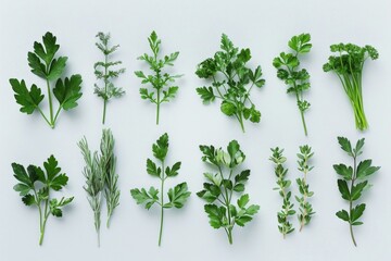 Poster - A selection of various fresh herbs arranged on a white surface