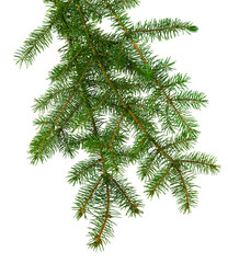 christmas plants. fir branch . christmas winter botanical decor . coniferous twig . isolated on tran