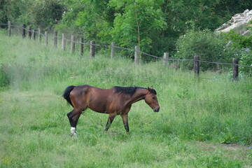 Poster - Cheval marron dans une prairie