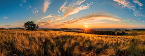 Wall Mural - Serene Sunset Panorama: Field of Tall Grass with Warm Hues and a Clear Sky, Perfect for Travel and Nature Inspirations.