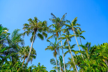 Wall Mural - Palm trees exotic rainforest against a background of tropical blue sky and clouds.