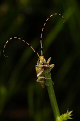 Wall Mural - Agapanthia asphodeli. Asphodel Long Horned Beetle. Close-up photo. Nature background. 