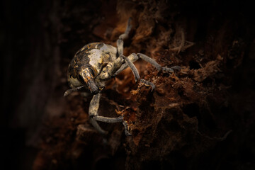 Wall Mural - Cryptorhynchus Curculionidae.  Close-up photo. Nature background. 