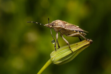 Wall Mural - Dolycoris baccarum. Sloe bug. Hairy shieldbug. Close-up photo. Nature background. 