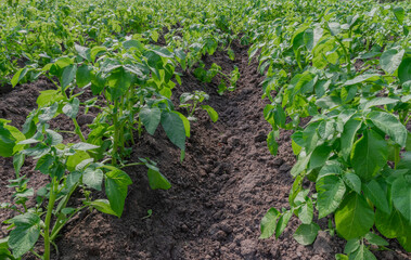 
Green and plump potato plants before flowering in brown soil in an organic garden furrow on a sunny summer day