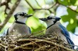 © Boraryn - As we savor our homemade goodies we watch a pair of blue jays building a nest in the nearby tree branches