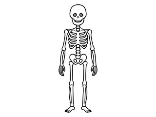 Wall Mural - Black outline of a human skeleton isolated on a white background. Concept of Halloween, anatomy illustration, bone structure, spooky illustration. Print, icon, design element