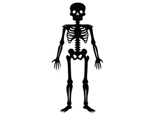 black silhouette of a human skeleton isolated on a white background. concept of halloween, anatomy i
