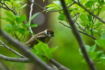 Canvas Print - eurasian tree sparrow in a field