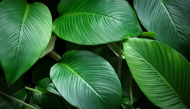 dark green leaf texture natural green leaves using as nature background wallpaper or tropica
