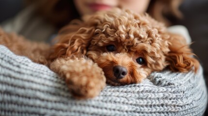Wall Mural - Cute toy poodle pet snuggled by caring owner