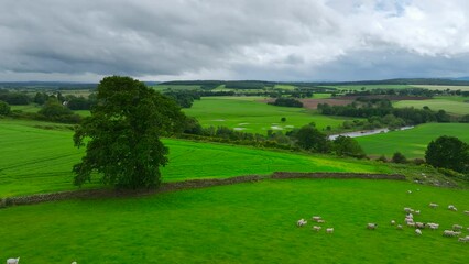 Sticker - Farms and Fields over River Eden and River Eamont from a drone, Cumbria, England