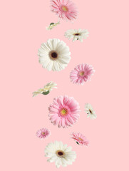 Sticker - Beautiful gerbera flowers falling on pink background