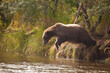 © catahula - Alaskan brown bear jumping into river fishing for salmon, Katmai National Park, Alaska