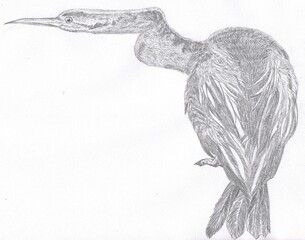 Wall Mural - Illustration of Australian native bird, Australasian darter