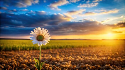 Wall Mural - A beautiful solitary flower blooming amidst a vast field, Nature, Beauty, Blooming, Solitude, Flower, Field, Serene, Growth