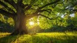© admin_design - A large, ancient tree stands tall in a grassy meadow, bathed in the warm glow of the setting sun.  Its branches reach out, offering shade and shelter.