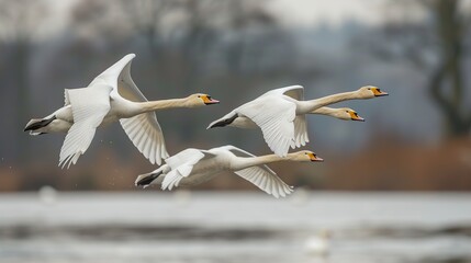 Canvas Print - Three Swans in Flight Over a Misty Lake