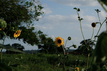 Poster - Serene countryside in Texas summer shows sunflowers blooming in nature.