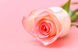 © sutichak - beautiful pastel rose flower on pink background, valentine day