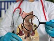 © Nadzeya - Doctor holds magnifying glass and anatomical model of rectum with hemorrhoids