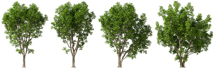 Wall Mural - Isolate parks trees environmental set on transparent backgrounds 3d illustrations png