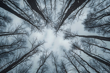 Canvas Print - a realistic photo, wide angle, looking straight up at the winter sky, with barren trees into overcast sky, no vignette