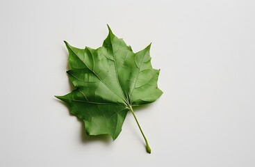 Wall Mural - green leaf on a white background ai generative