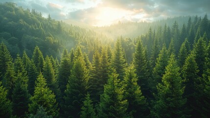 Canvas Print - Aerial view of a dense pine forest with misty atmosphere, perfect for nature and environmental themes