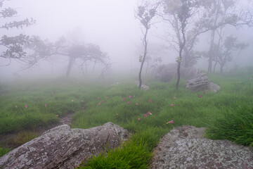 Wall Mural - Siam Tulip field in the foggy morning at Pa Hin Ngam National Pa