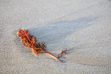 Wall Mural - Plant material washed up on sandy shore with long morning shadow