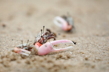 Wall Mural - Crabs fighting for space on a coastline beach