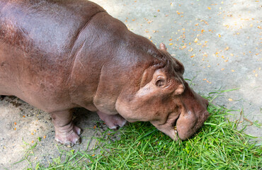 Wall Mural - Portrait of a hippopotamus in the zoo