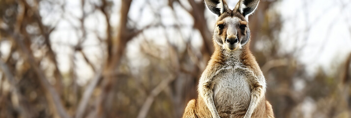 a kangaroo standing on its hind legs with its front paws on it's hind legs, looking at the camera.